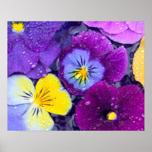 Pansy-blommor flytande i fågelbad med dagg poster