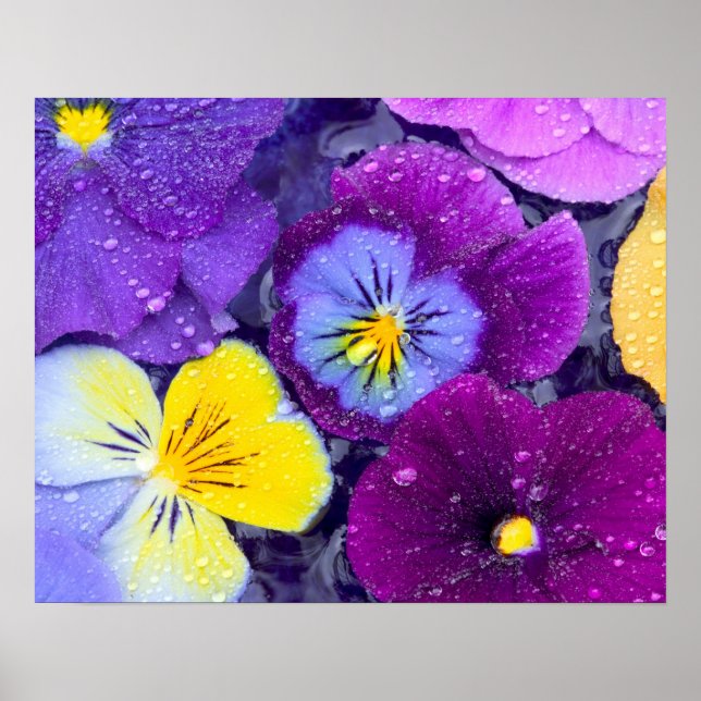 Pansy-blommor flytande i fågelbad med dagg poster (Framsidan)