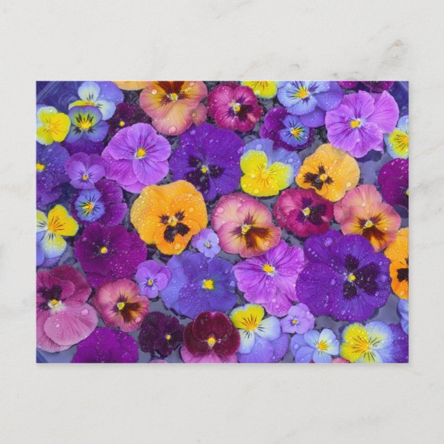 Pansy-blommor flytande i fågelbad med dagg vykort (Framsida)