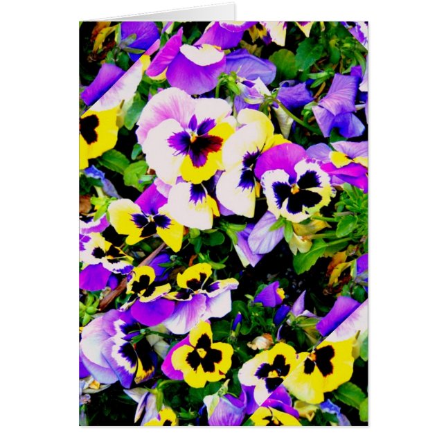 Pansy-blommor Hälsningskort (Framsidan)