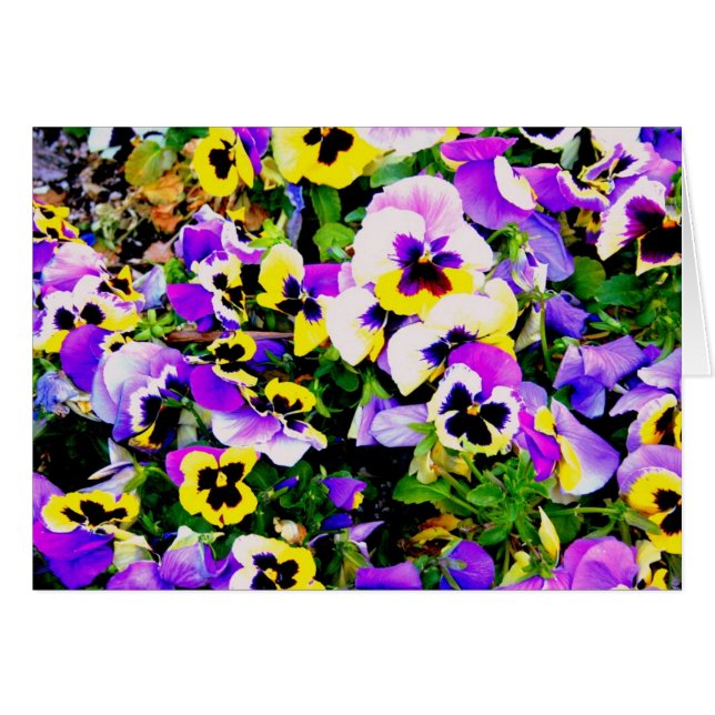 Pansy-blommor Hälsningskort (Framsidan Horizontal)