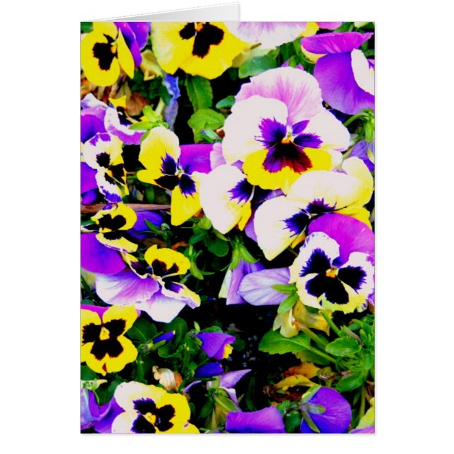 Pansy-blommor Hälsningskort (Framsidan)