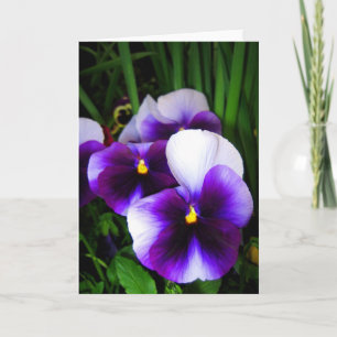 Pansy-blommor - kort