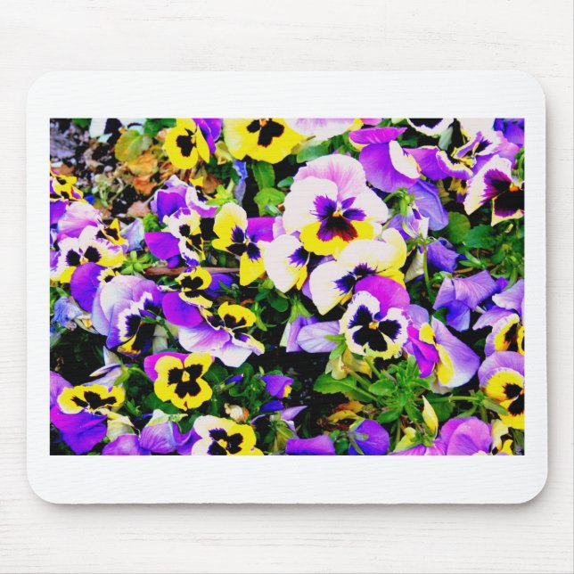 Pansy-blommor Musmatta (Framsidan)