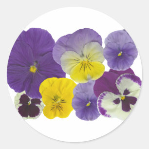 Pansy-blommor Runt Klistermärke