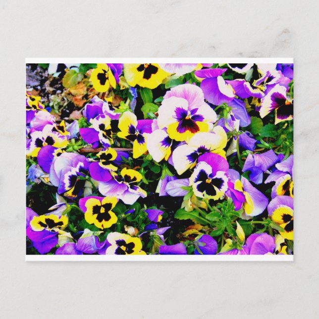 Pansy-blommor Vykort (Framsida)