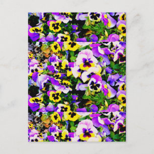 Pansy-blommor Vykort