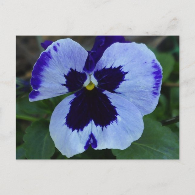 Pansy Bloom vykort (Framsida)