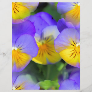 Pansy echos
