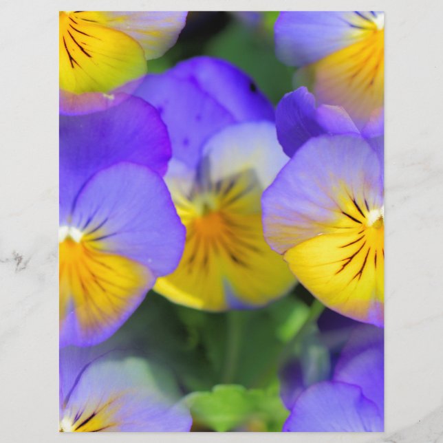 Pansy echos (Framsida)
