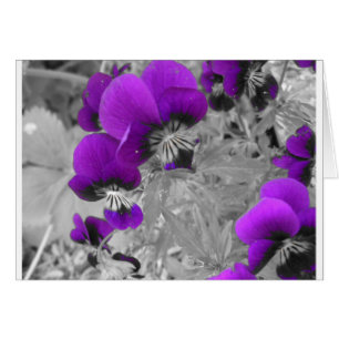 Pansy-effekt Hälsningskort