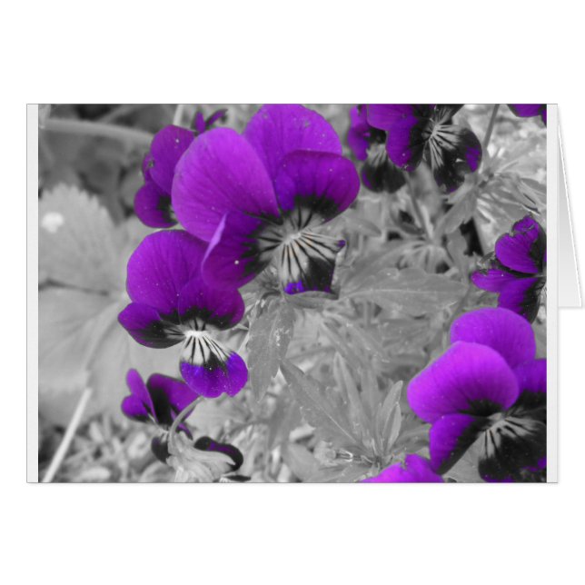 Pansy-effekt Hälsningskort (Framsidan Horizontal)