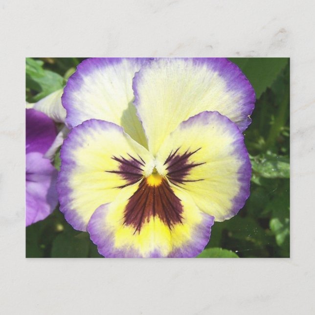 Pansy Flower Bilder vykort (Framsida)