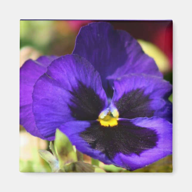 Pansy Flower Magnet (Framsidan)