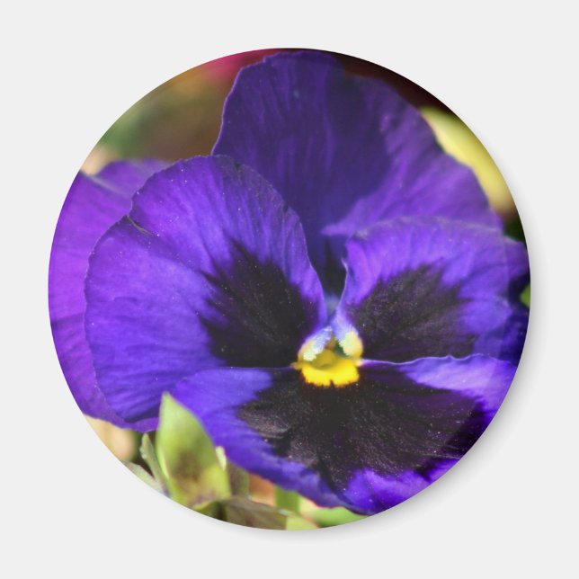 Pansy Flower Magnet (Framsidan)