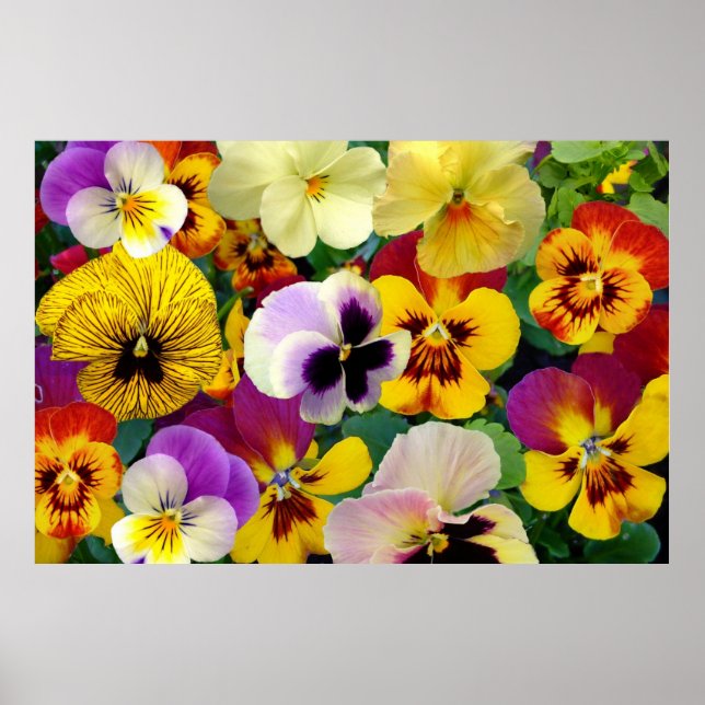 Pansy Flowers ~ Poster (Framsidan)