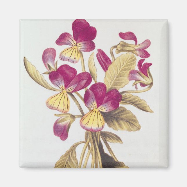 Pansy, från La Guirlande de Julie, c.1642 Magnet (Framsidan)