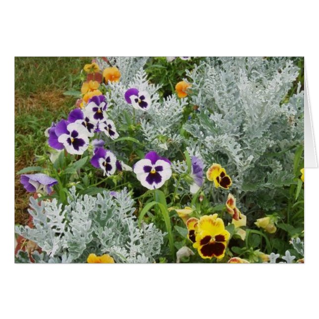 Pansy Garden Hälsningskort (Framsidan Horizontal)