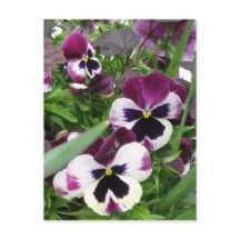Pansy Garden Postcard
