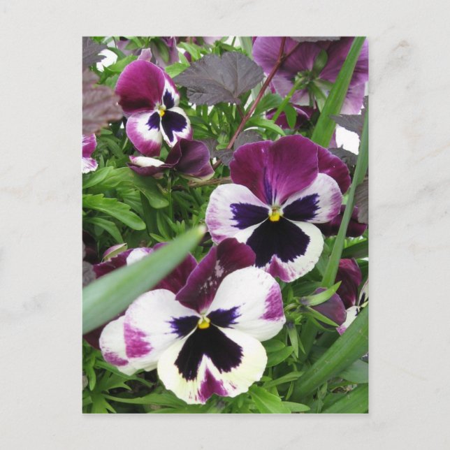 Pansy Garden Postcard Vykort (Framsida)