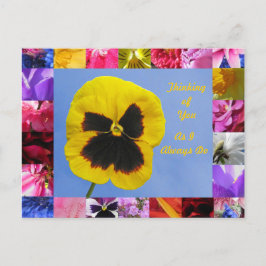 Pansy Garden Postcard Vykort