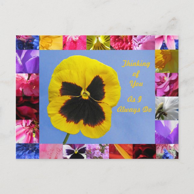 Pansy Garden Postcard Vykort (Framsida)