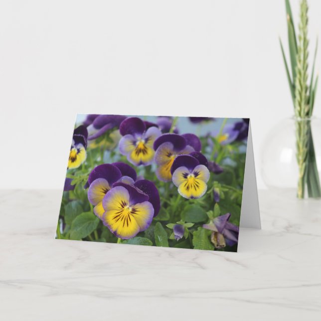 Pansy-hälsningskort Kort (Framsida)