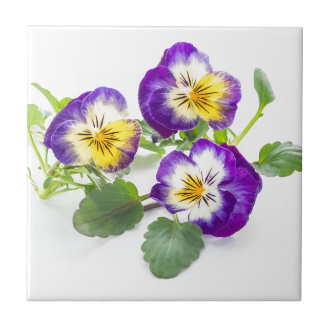 pansy kakelplatta (Framsidan)