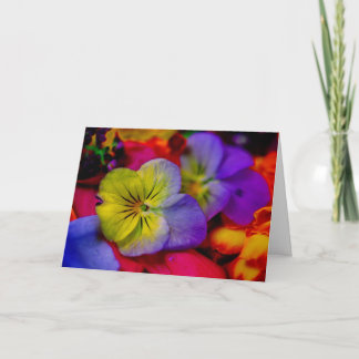 PANSY KORT