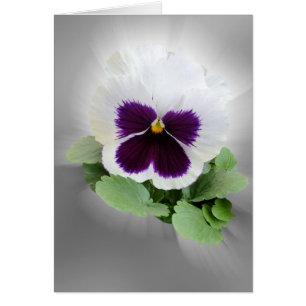Pansy lila white hälsningskort