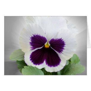 Pansy lila white hälsningskort