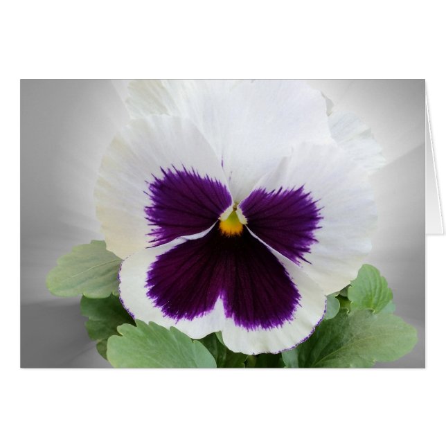 Pansy lila white hälsningskort (Framsidan Horizontal)