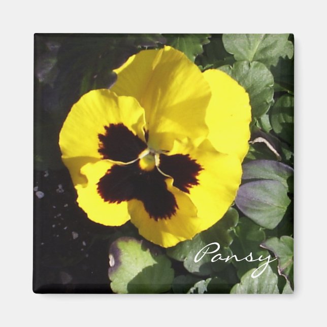 Pansy Magnet (Framsidan)