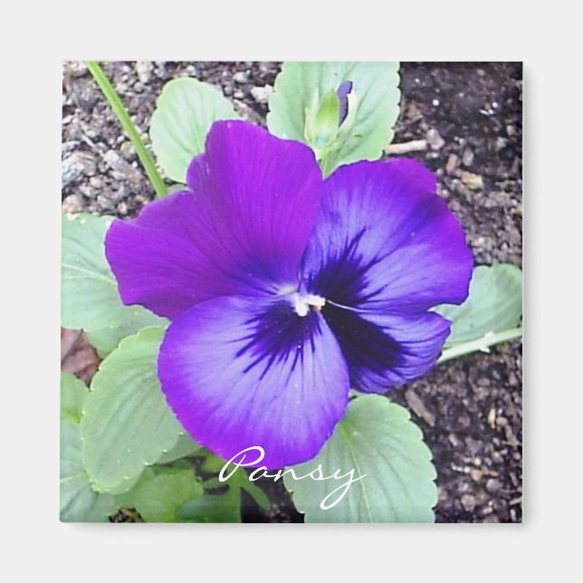 Pansy Magnet (Framsidan)