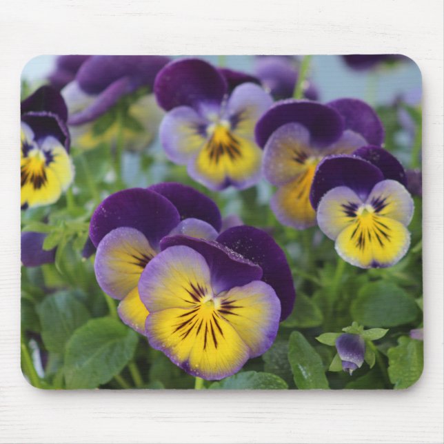 Pansy mousepad musmatta (Framsidan)