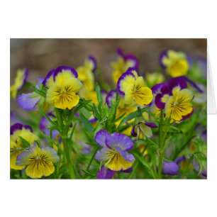 Pansy Notecard Hälsningskort