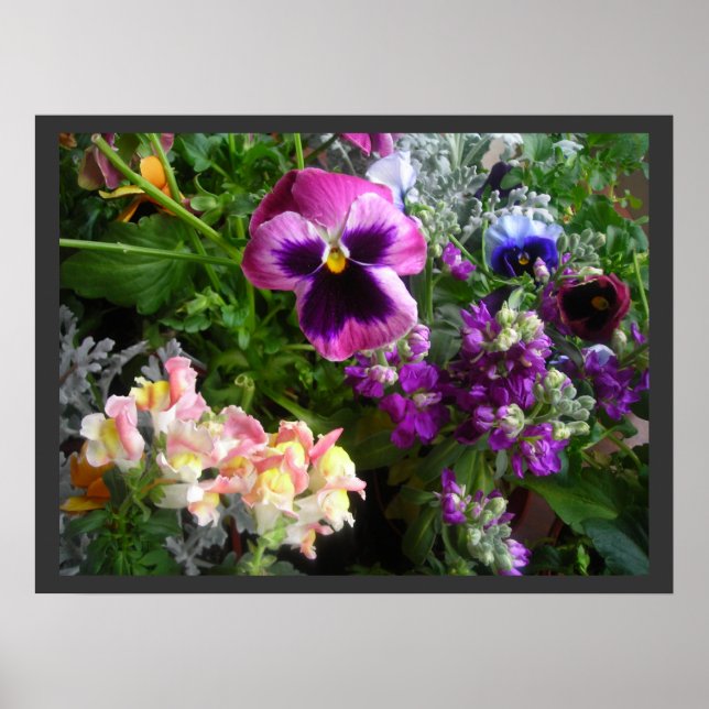 Pansy och Vänner Poster (Framsidan)