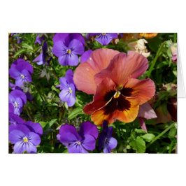 Pansy- och Violetskort Hälsningskort
