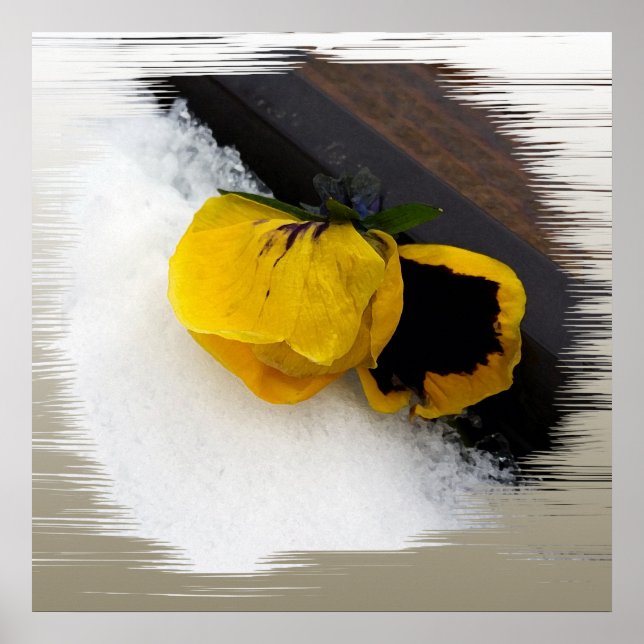 Pansy på snö poster (Framsidan)