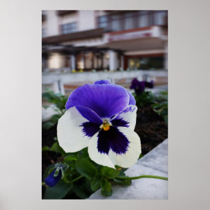 Pansy på trottoaren poster