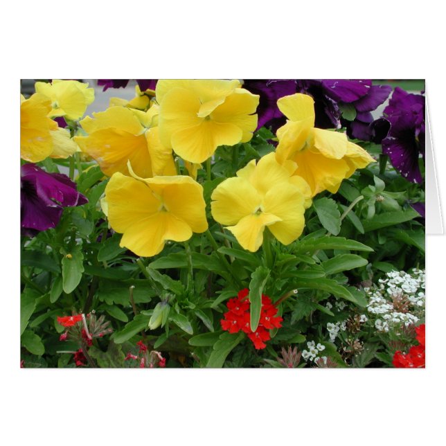 Pansy Pannier Hälsningskort (Framsidan Horizontal)