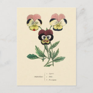 Pansy Pansies Flower Illustration Vykort
