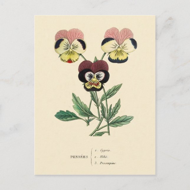 Pansy Pansies Flower Illustration Vykort (Framsida)