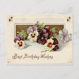 Pansy Pansies Lila White Vykort