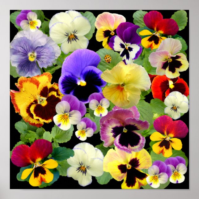 PANSY PATCHWORK ~ SKRIV UT/POSTER POSTER (Framsidan)