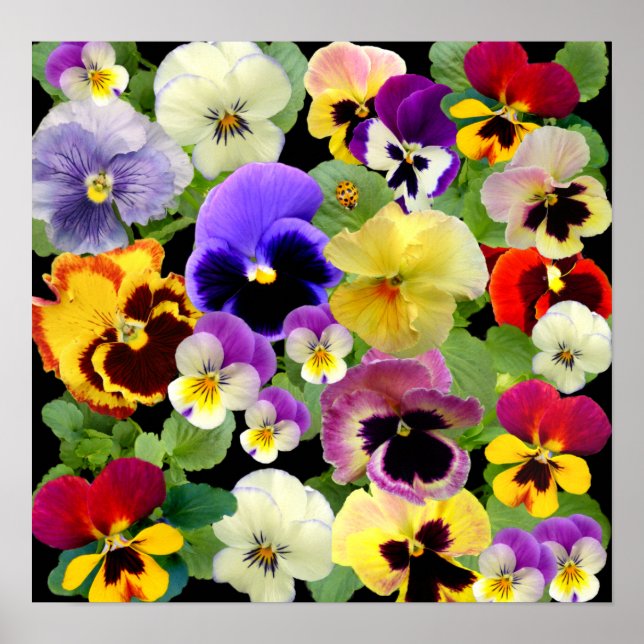 PANSY PATCHWORK ~ SKRIV UT/POSTER POSTER (Framsidan)