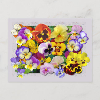 PANSY PATCHWORK VYKORT