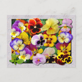 PANSY PATCHWORK VYKORT