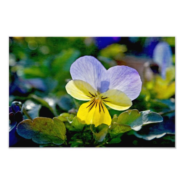 Pansy Perfection Fototryck (Framsidan)