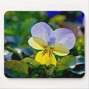 Pansy Perfection Musmatta